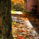 Illustration for article titled Shooting Challenge: Fall Leaves Gallery